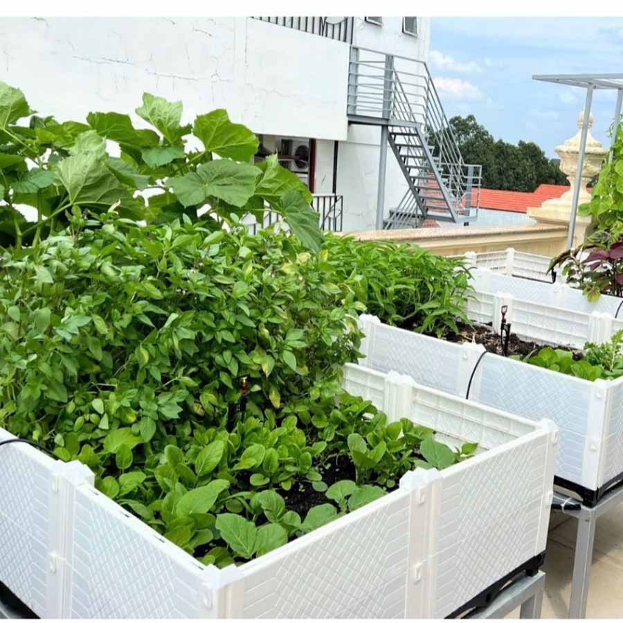 Làm vườn rau trên sân thượng